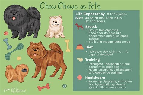 Chow Chow: Dog Breed Characteristics & Care .